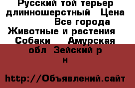 Русский той-терьер длинношерстный › Цена ­ 7 000 - Все города Животные и растения » Собаки   . Амурская обл.,Зейский р-н